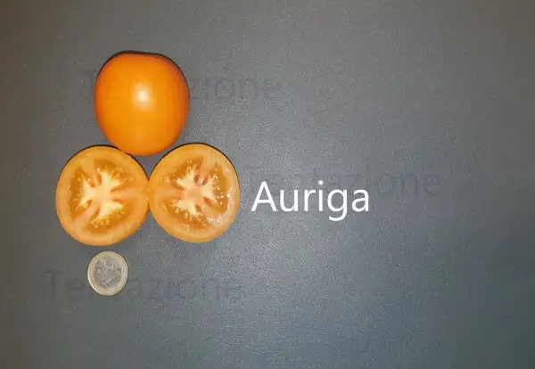 Tomaten: Auriga