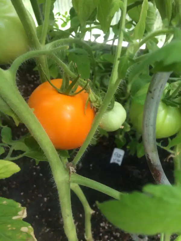 Tomaten: Auriga