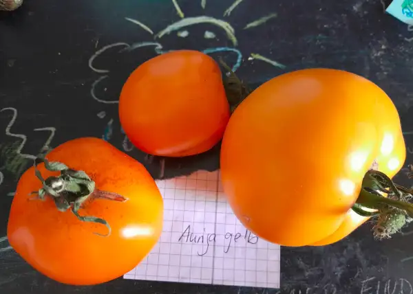 Tomaten: Auriga gelb