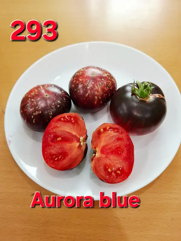 Tomaten: Aurora blue