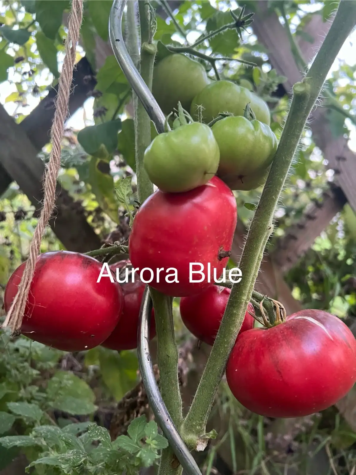 Tomaten: Aurora blue