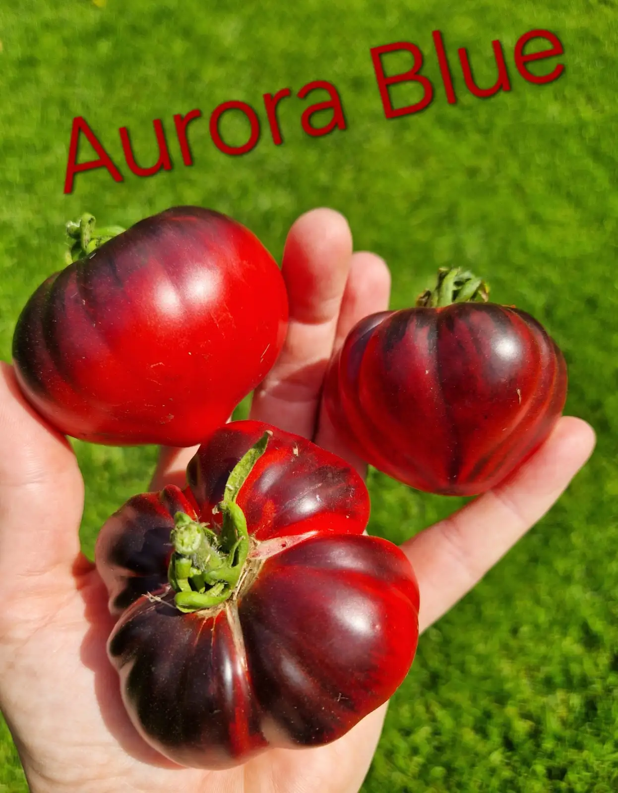 Tomaten: Aurora blue
