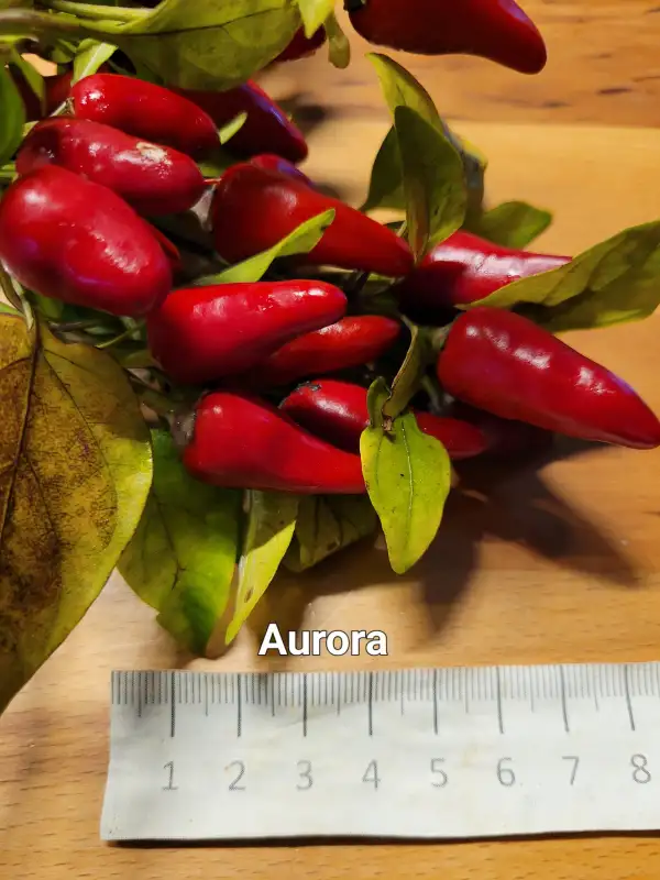 Chili / Paprika: Aurora	Schärfe:	8	Höhe:	50cm