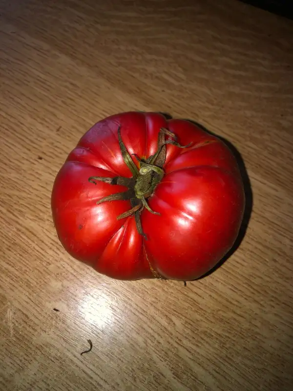 Tomaten: Aussie