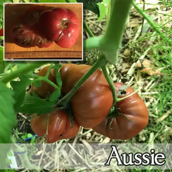 Tomaten: Aussie