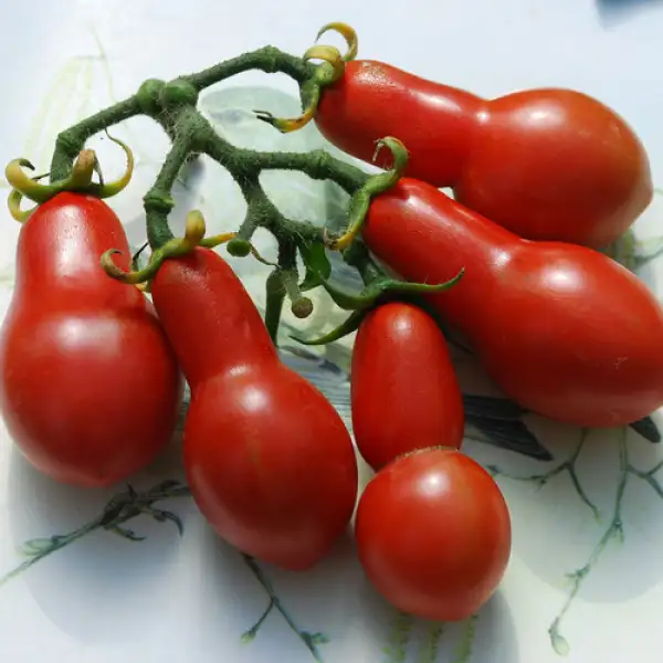 Tomaten: Austin`s Red Pear