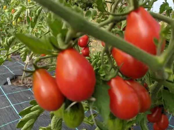 Tomaten: Austin’s Red Pear