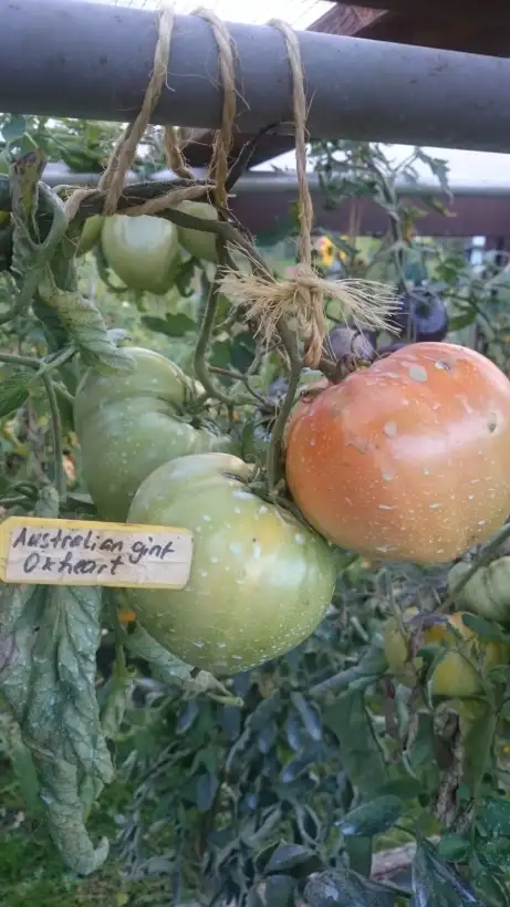 Tomaten: Australian giant oxheart