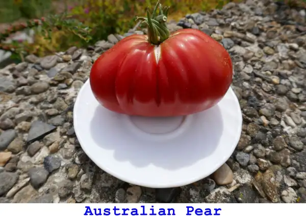 Tomaten: Australian Pear