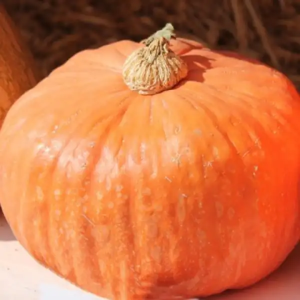 Kürbisse: Australien Butter, Cucurbita maxima