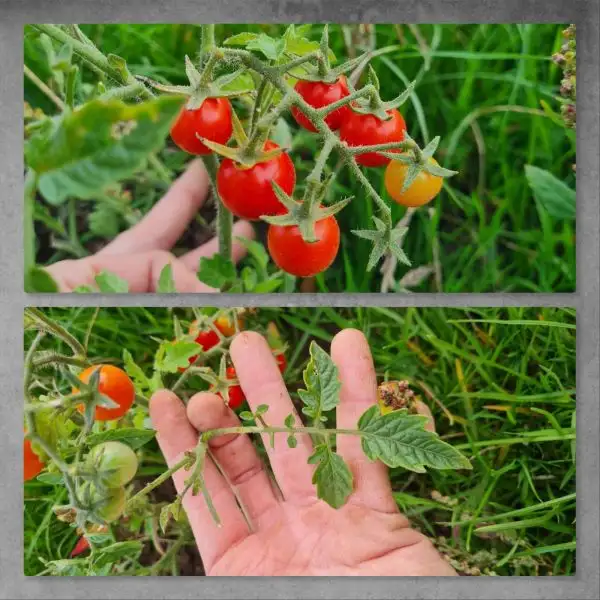 Tomaten: Australische Wildtomate