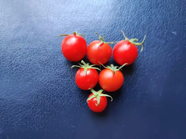 Tomaten: Austrian Mountain Cherry