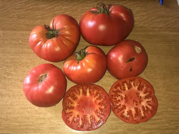 Tomaten: Avoa de Osedo