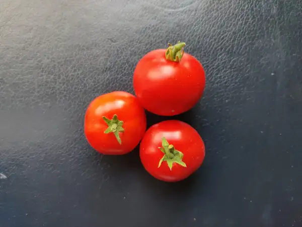 Tomaten: Avon early