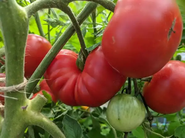 Tomaten: Avon early