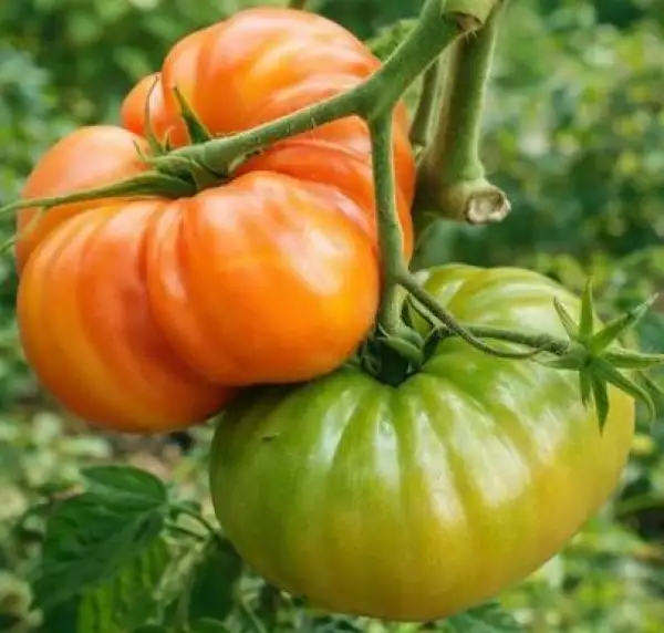 Tomaten: Awesome