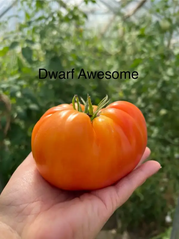 Tomaten: Awesome (Dwarf)