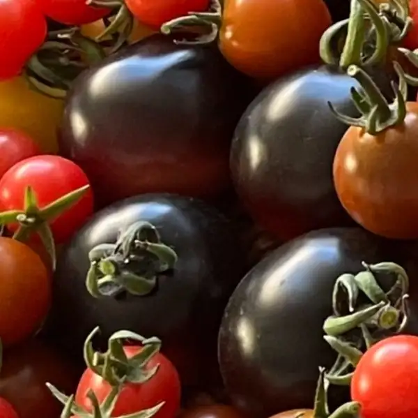 Tomaten: Awesome Emma