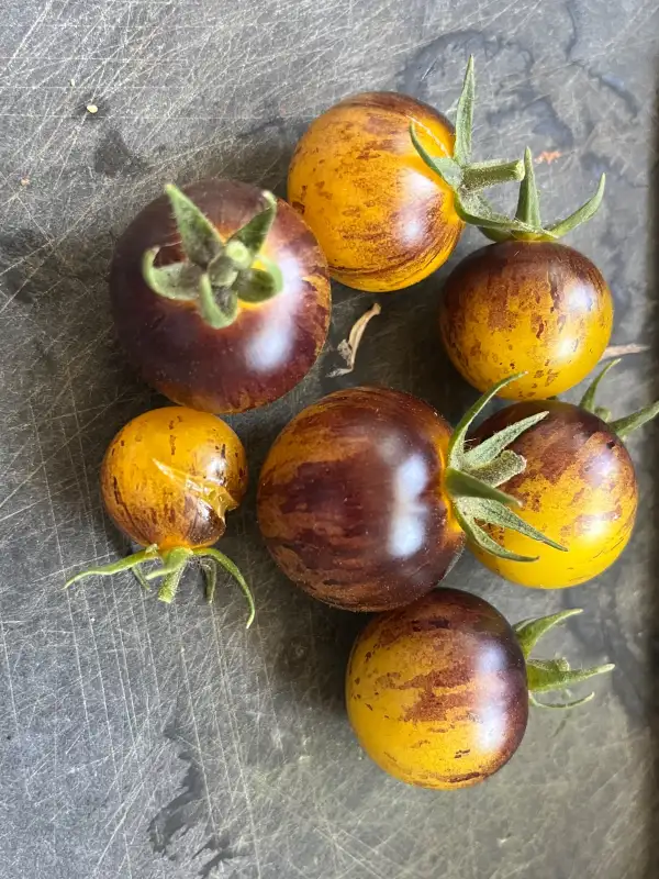 Tomaten: Awesome Emma