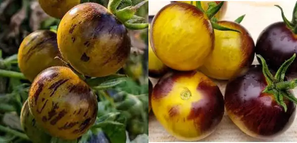 Tomaten: Awesome Emma