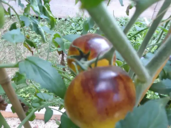 Tomaten: Awesome Emma ( Kat# 2501 )