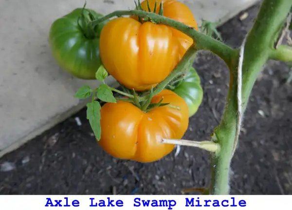 Tomaten: Axle Lake Swamp Miracle