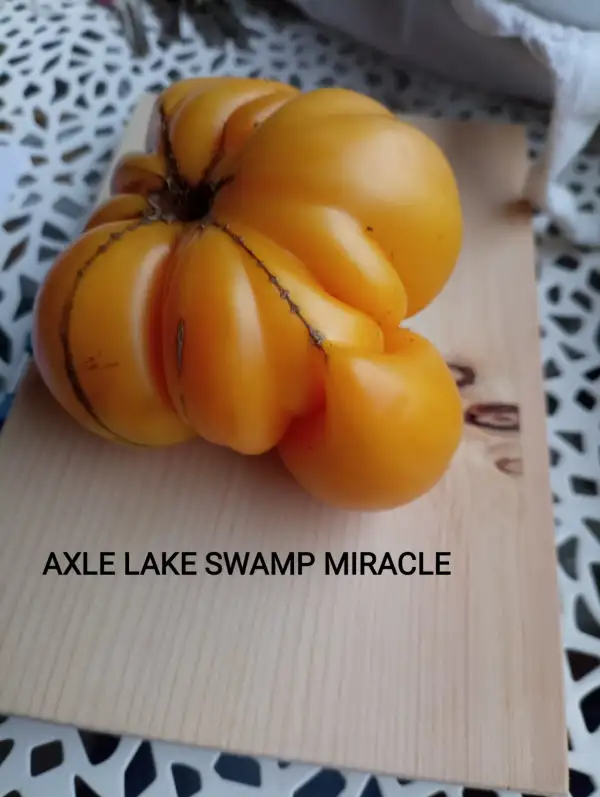 Tomaten: Axle Lake Swamp Miracle