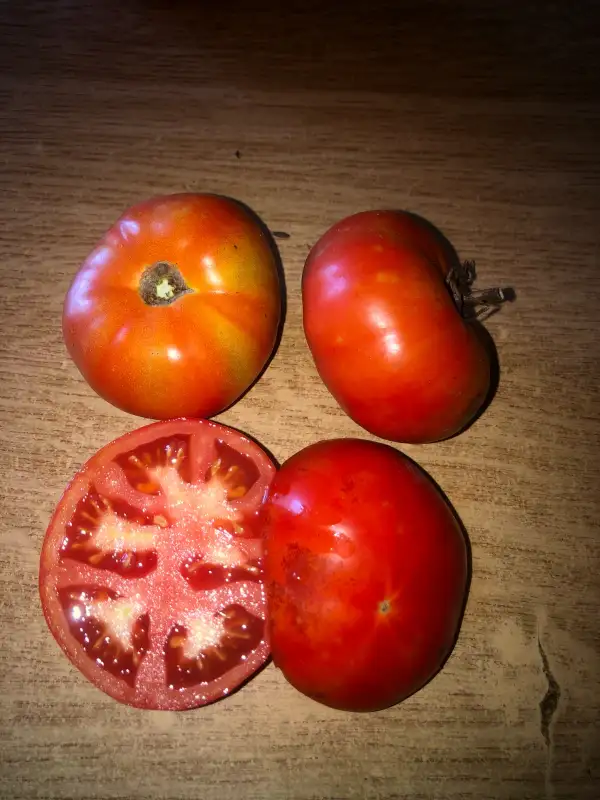 Tomaten: Ayas