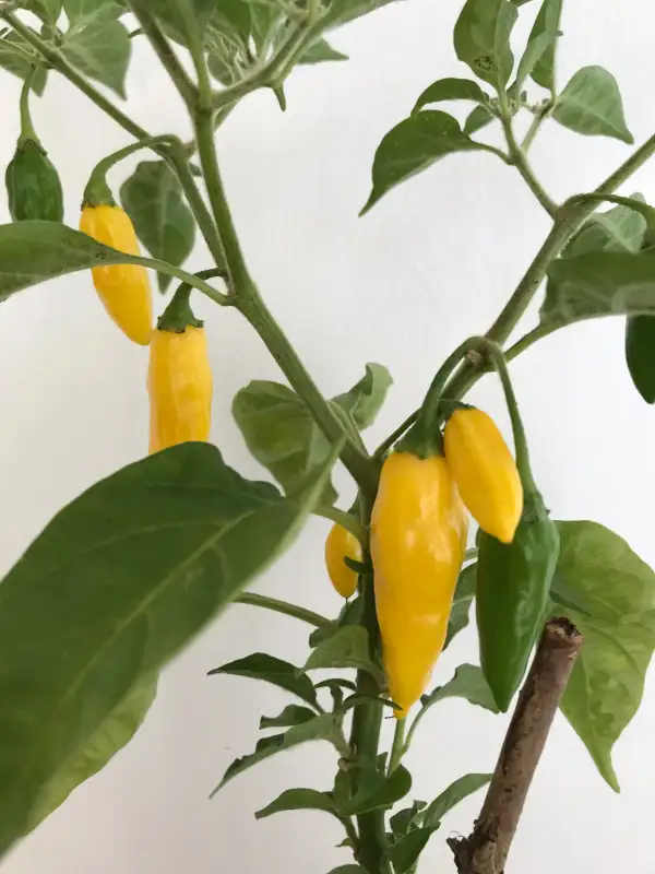 Chili / Paprika: Ayi