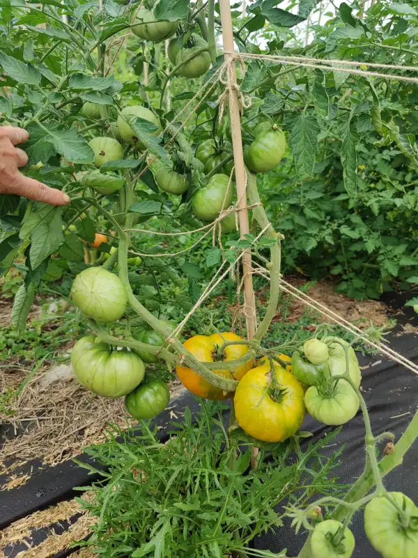 Tomaten: Azoychka