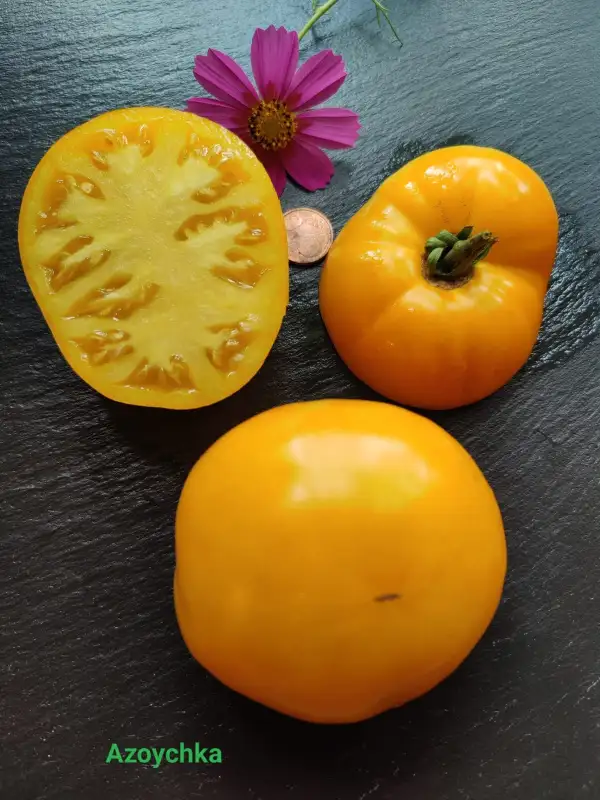 Tomaten: Azoychka