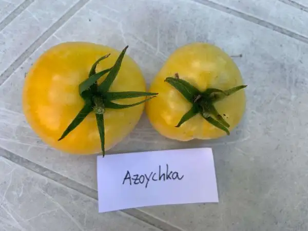 Tomaten: Azoychka