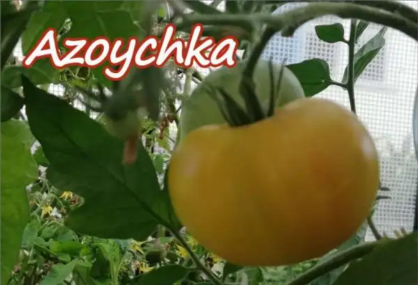 Tomaten: Azoychka