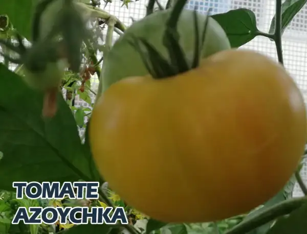 Tomaten: Azoychka