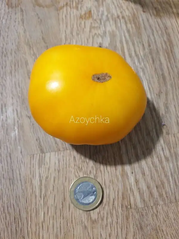 Tomaten: Azoychka