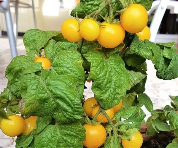 Tomaten: Aztec
