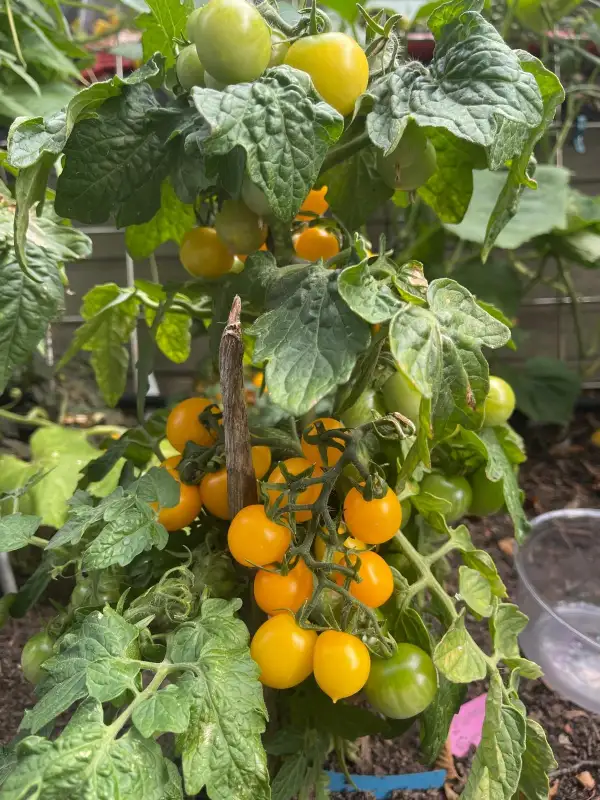 Tomaten: Aztek - Zwergtomate