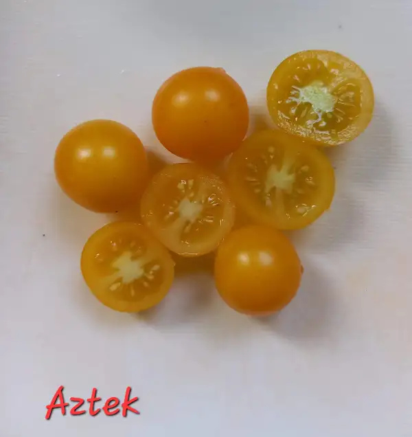 Tomaten: Aztek