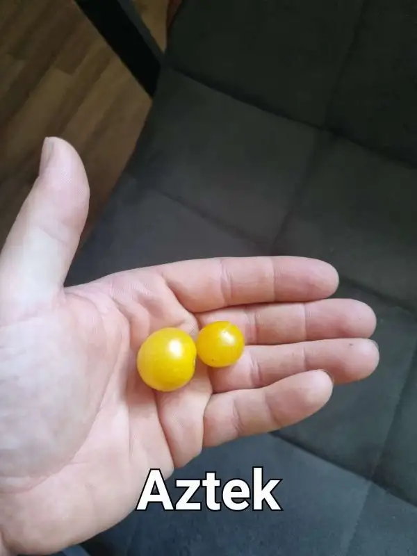 Tomaten: Aztek