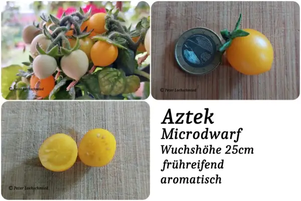 Tomaten: Aztek