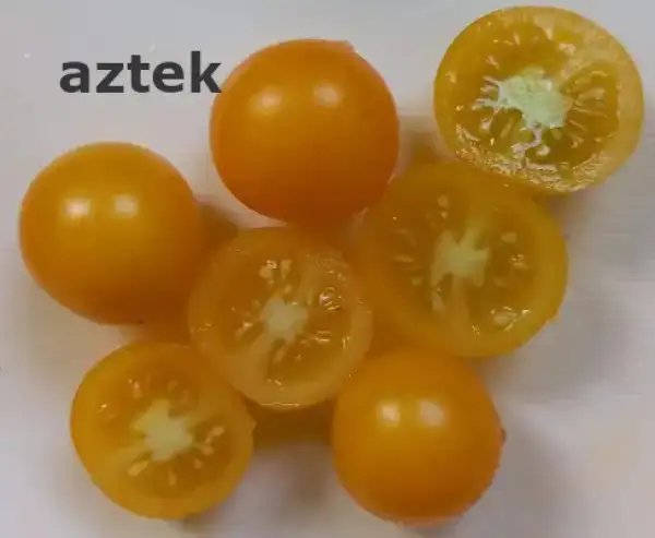 Tomaten: Aztek