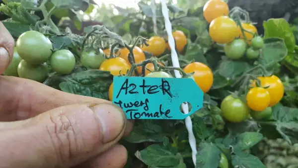 Tomaten: Aztek