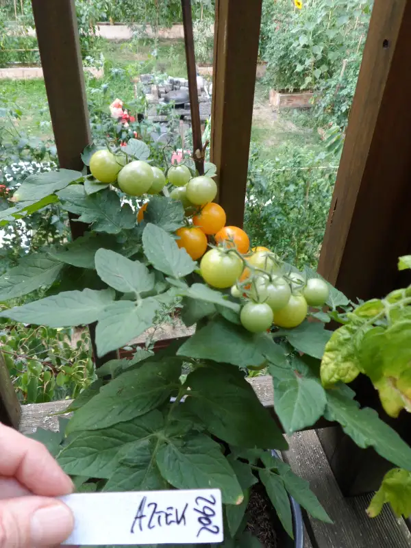 Tomaten: Aztek ( Kat# 2902 )