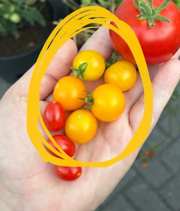 Tomaten: Aztek Tomate (Kübelgeeignet)