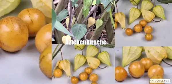 Physalis: Aztekenkirsche