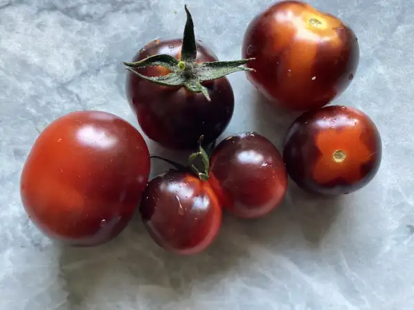 Tomaten: Azteko Negro