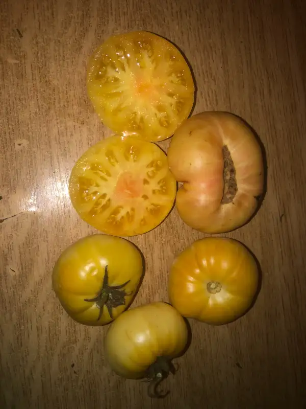 Tomaten: Azul Blanco