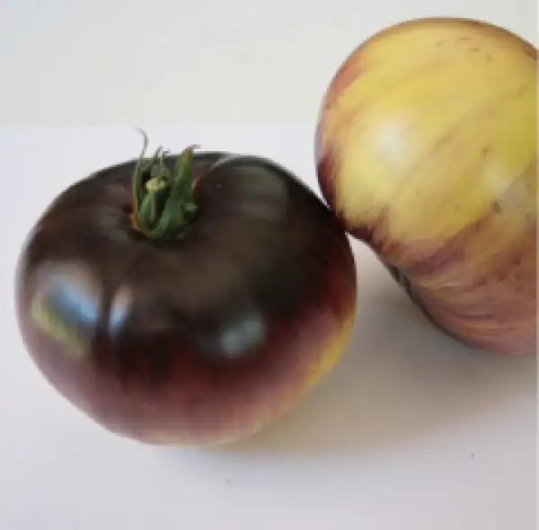 Tomaten: Azul Blanco