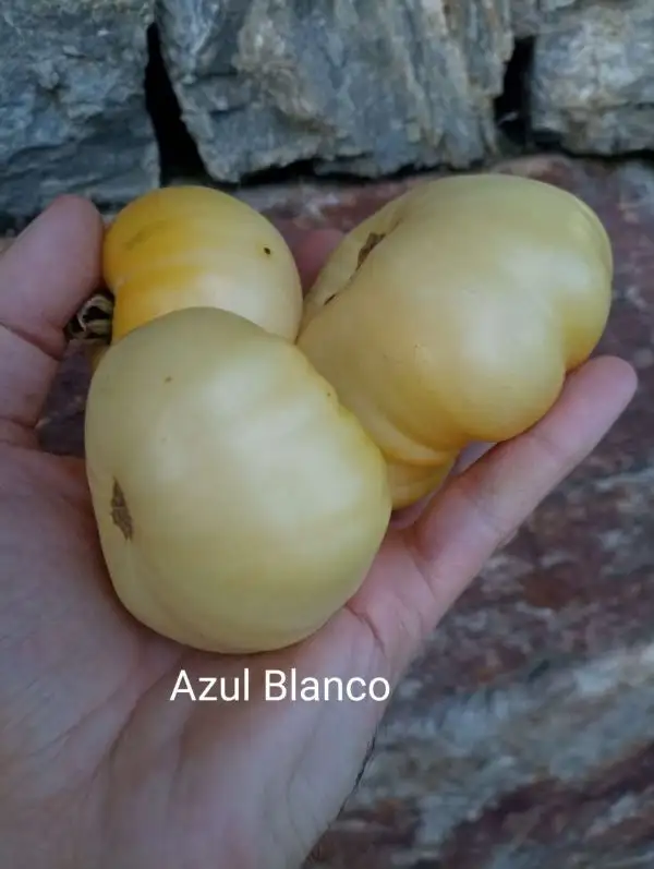 Tomaten: Azul Blanko