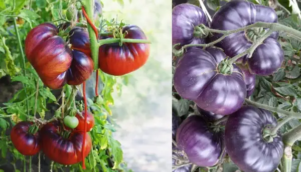 Tomaten: Azur Gigant
